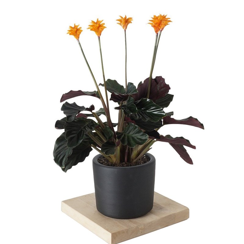 Calathea Crocata (Dua Çiçeği)