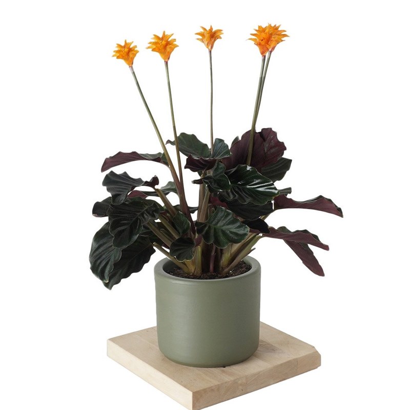 Calathea Crocata (Dua Çiçeği)