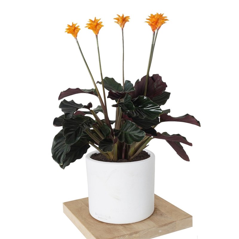 Calathea Crocata (Dua Çiçeği)