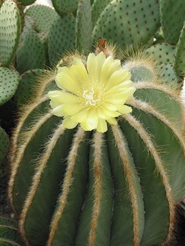 çiçekli notocactus