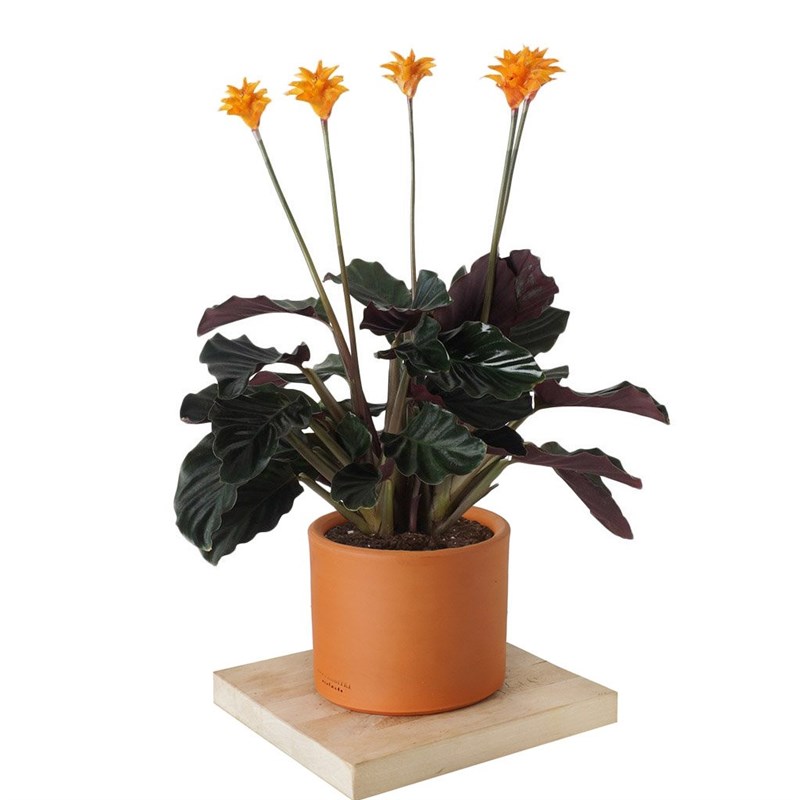 Calathea Crocata (Dua Çiçeği)