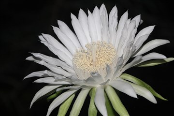 çiçekli Acanthocereus Tetragonus