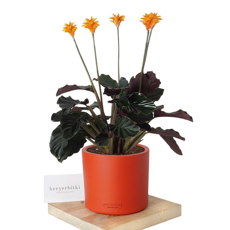Calathea Crocata (Dua Çiçeği)