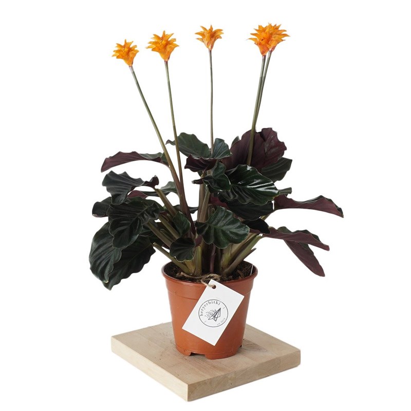 Calathea Crocata (Dua Çiçeği)