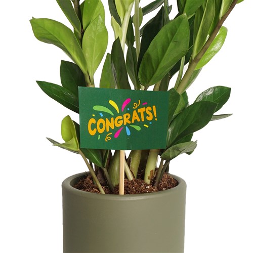 Congrats - Greeting Card