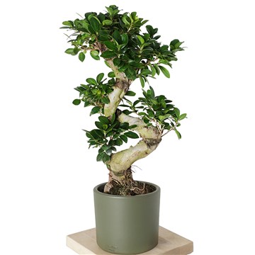 yeşil saksıda büyük bonsai ağacı