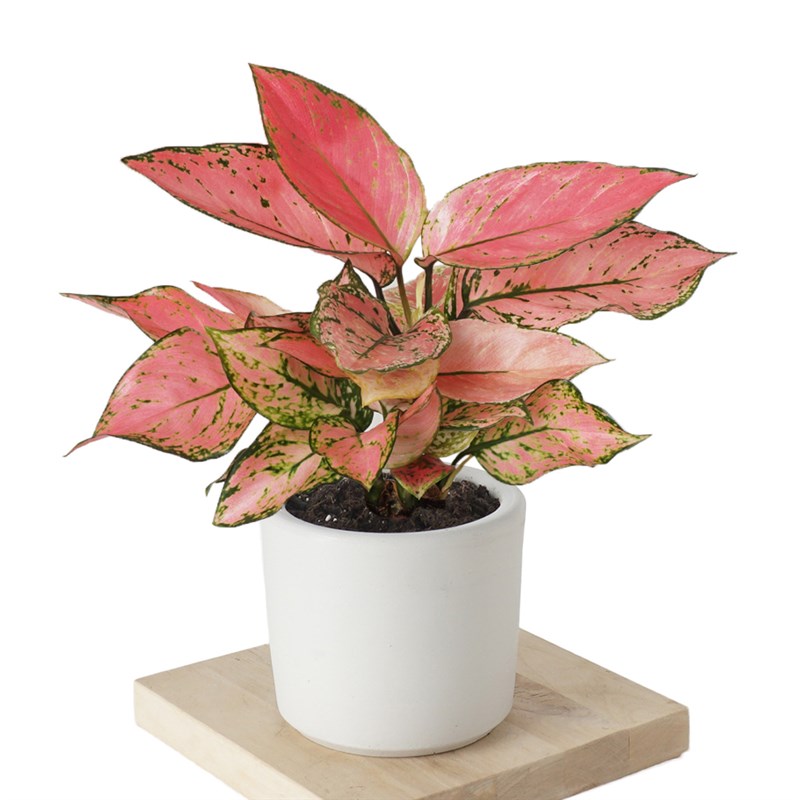 Aglaonema Pink Lady
