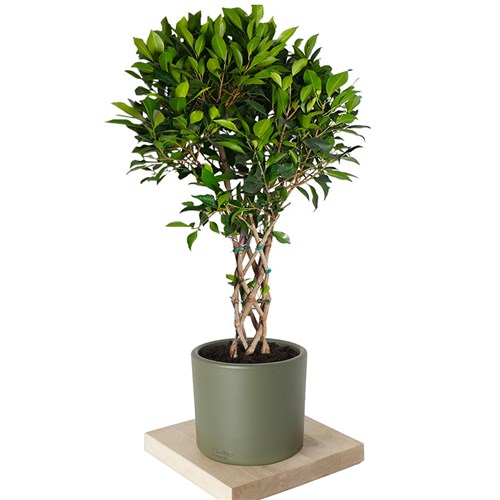 Braided Benjamin Ficus - 100cm