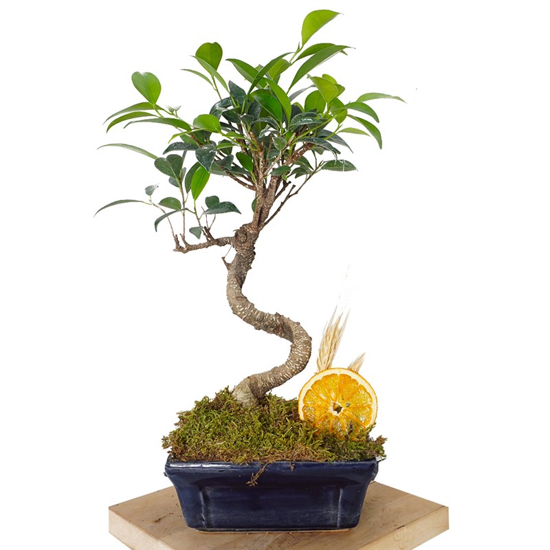 Zelkova Bonsai Satın Al - Heryerbitki