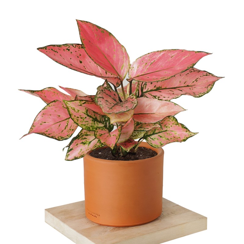 Aglaonema Pink Lady