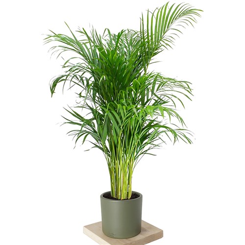 Areca Palm (Areka Palmiyesi 180-195cm)