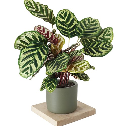 Calathea Makoyana (Dua Çiçeği)