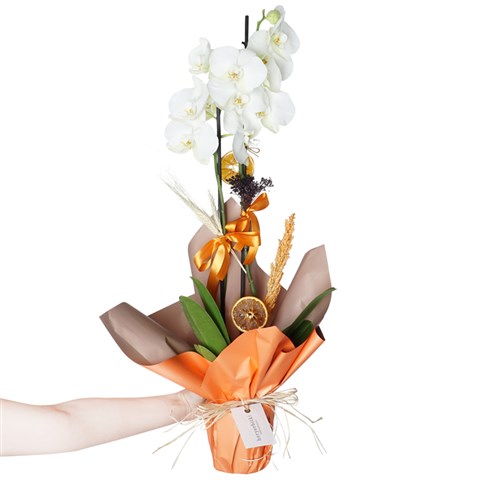 hediye paketli beyaz orkide