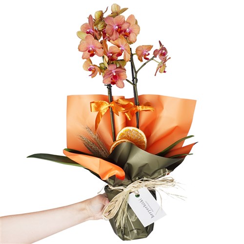 Sweet Coral Gift (Fire Orchid)
