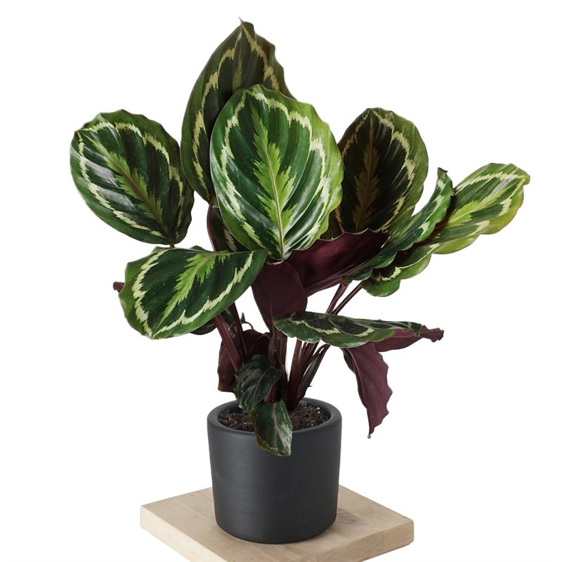 Calathea Medallion (Dua Çiçeği)