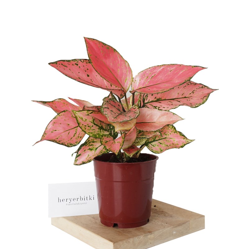 Aglaonema Pink Lady