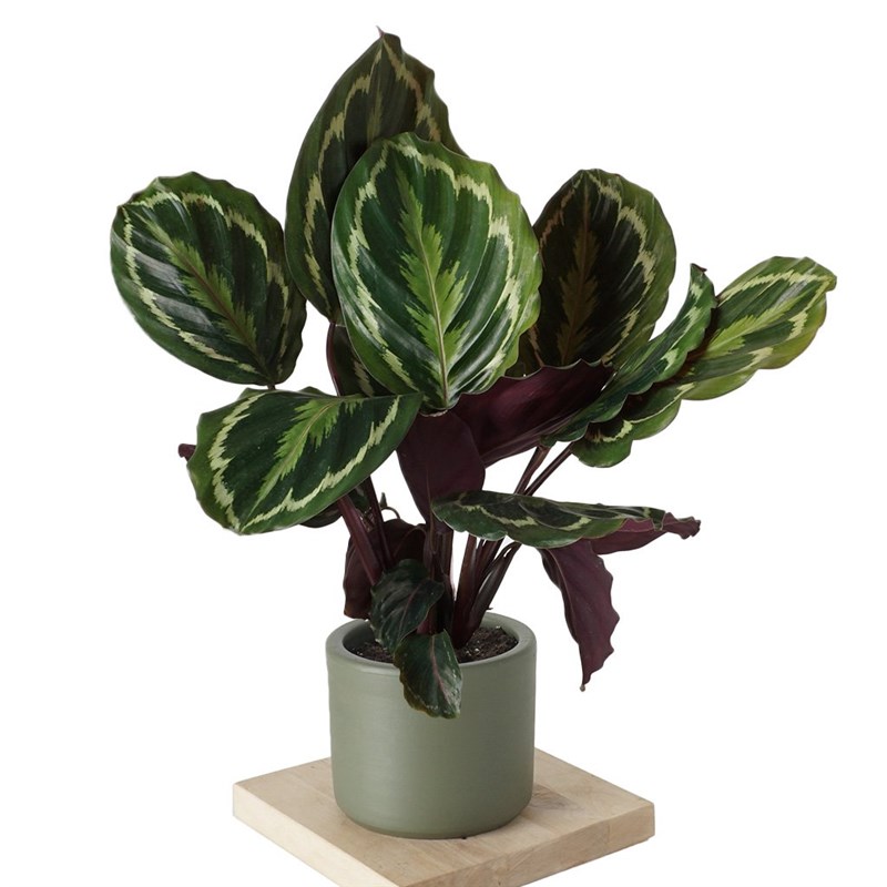 Calathea Medallion (Dua Çiçeği)
