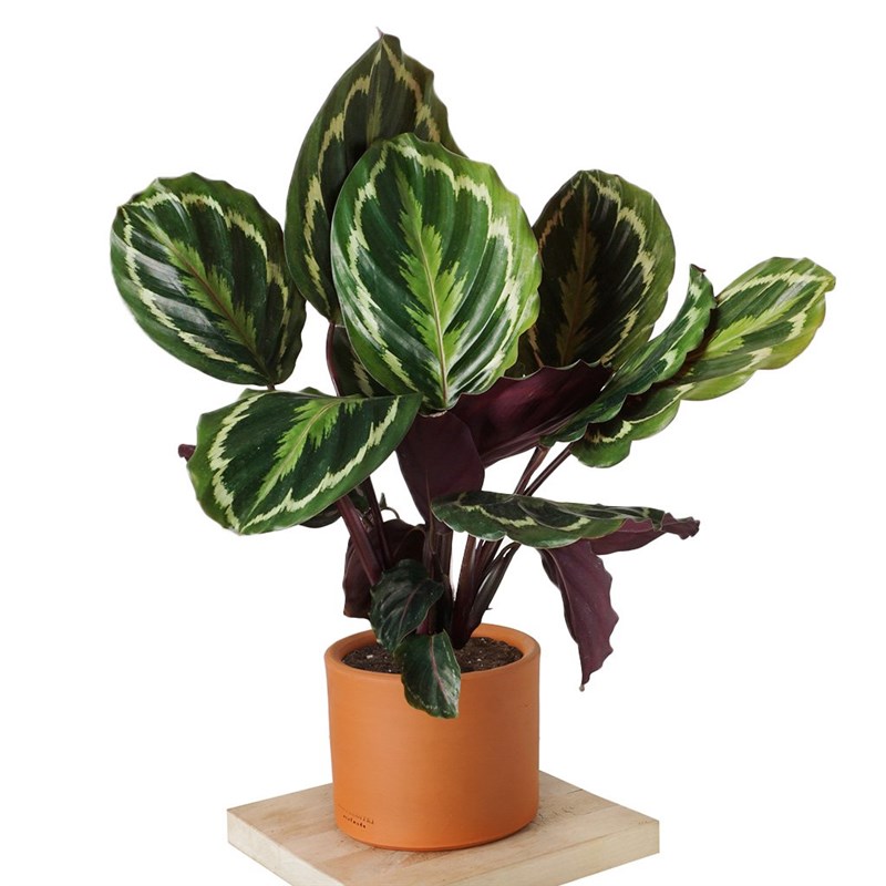 Calathea Medallion (Dua Çiçeği)