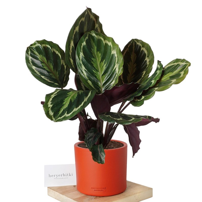 Calathea Medallion (Dua Çiçeği)