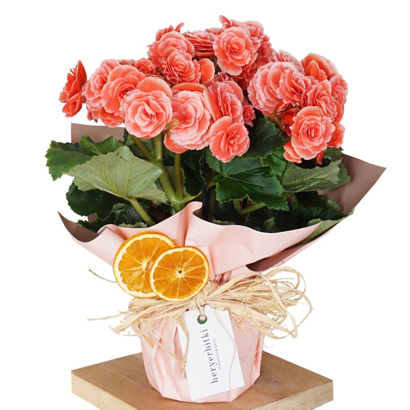 Katmerli Begonya Çiçeği - Begonia Toran Candy Gift