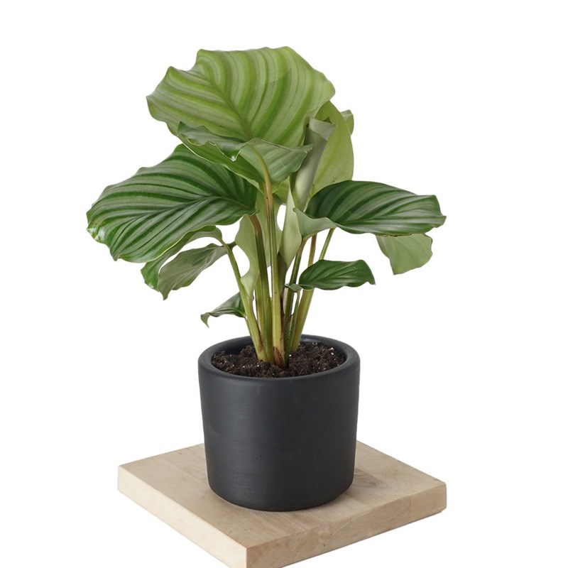 dracaena sanderiana white stripe Dracaena Sanderiana main image 0
