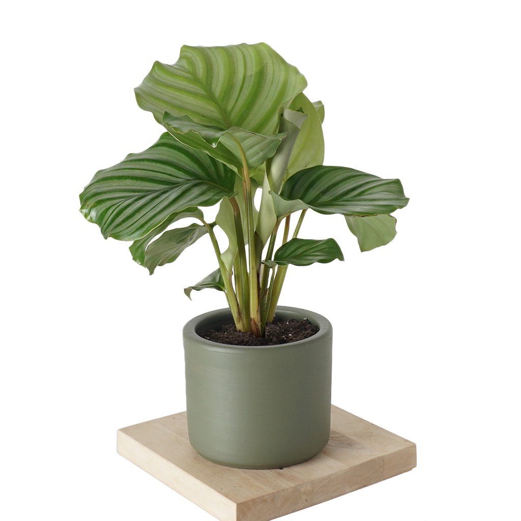 Kalatya Dua Bitkisi - Calathea Orbifolia - Heryerbitki