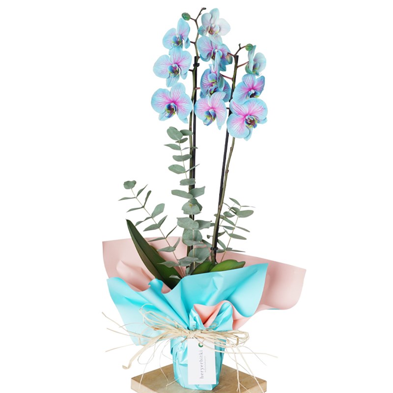 Alacalı 2 Dallı Mavi Orkide (Cascade Perfect Gift