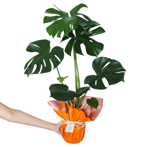Monstera Deliciosa Gift (Hediye Paketli Deve Tabanı)
