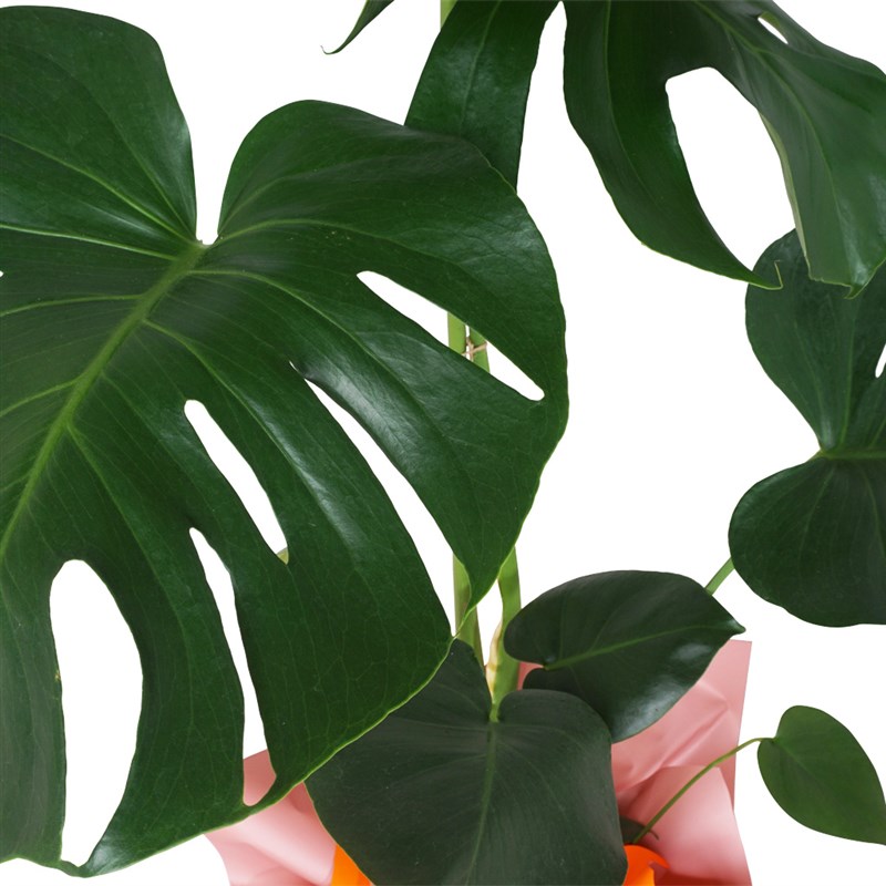 Monstera Deliciosa Gift (Gift-Wrapped Monstera)