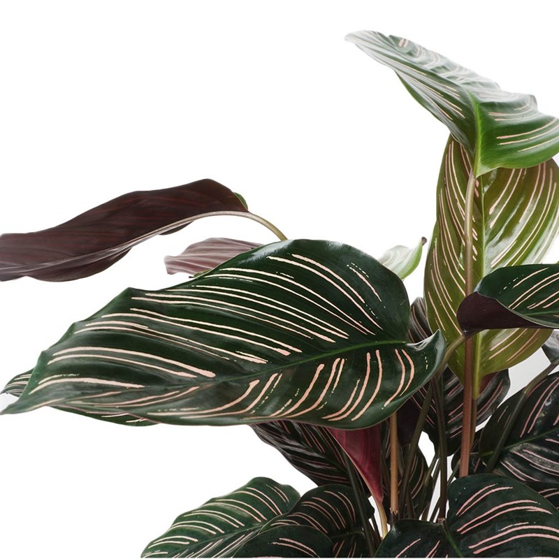 Calathea Ornata Sanderiana (Dua Çiçeği)