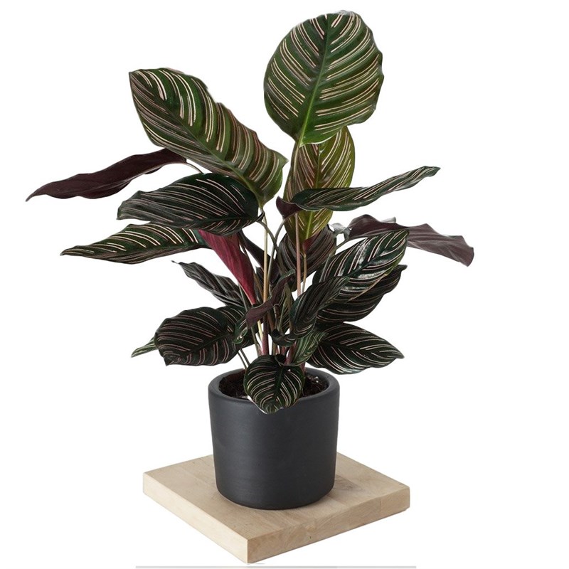 Calathea Ornata Sanderiana (Dua Çiçeği)