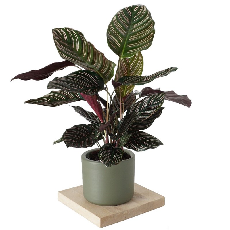 Calathea Ornata Sanderiana (Dua Çiçeği)