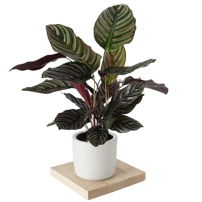 Calathea Ornata Sanderiana (Dua Çiçeği)