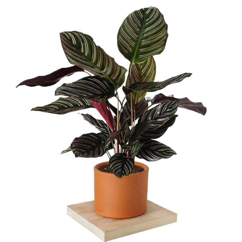 Calathea Ornata Sanderiana (Dua Çiçeği)