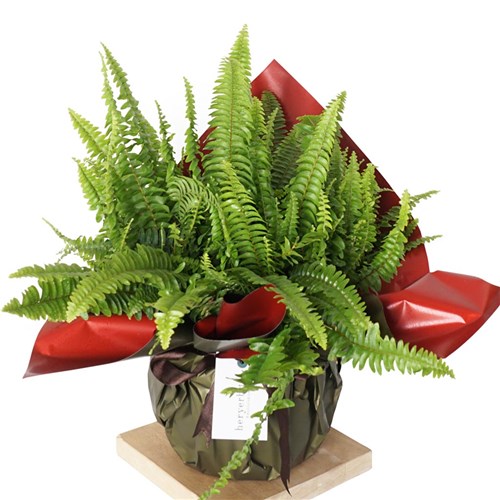 Nephrolepis Gift (Aşk Merdiveni Bitkisi)