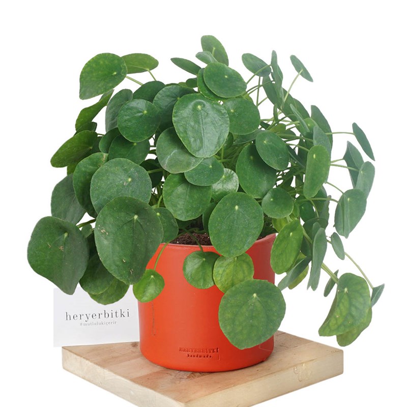Pilea Peperomioides (Para Çiçeği) - Xlarge