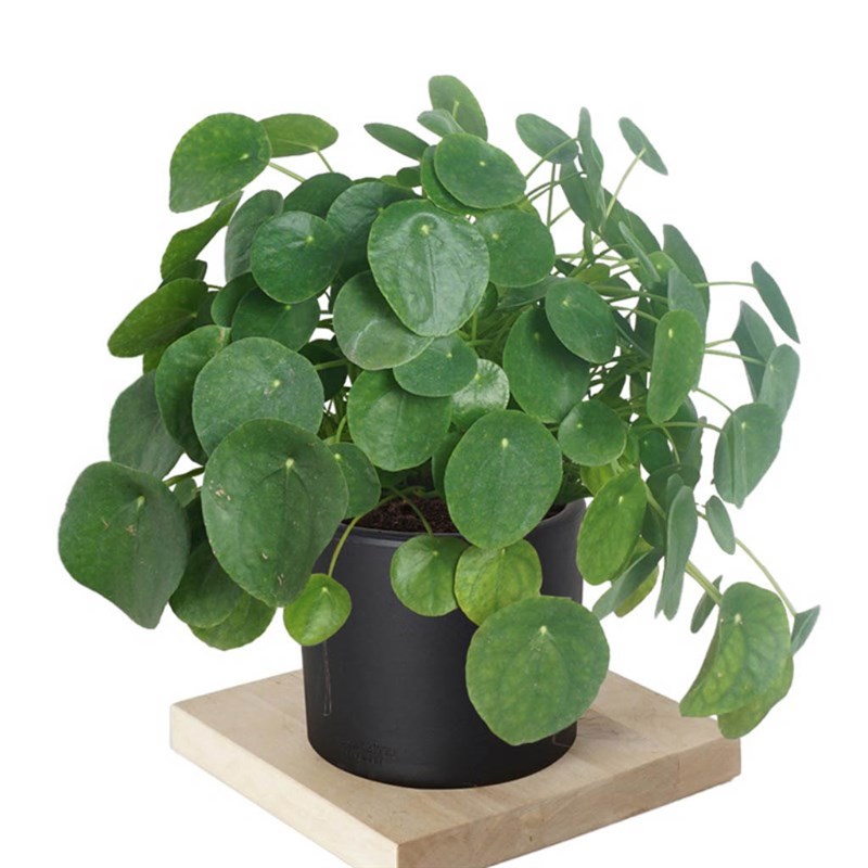 Pilea Peperomioides (Para Çiçeği) - Xlarge