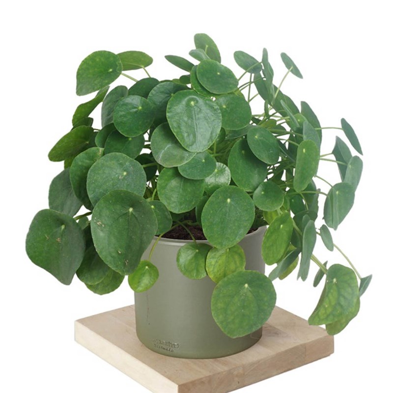 Pilea Peperomioides (Para Çiçeği) - Xlarge