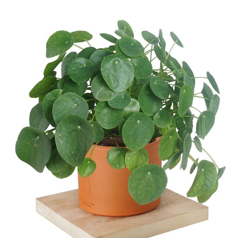 Pilea Peperomioides (Para Çiçeği) - Xlarge