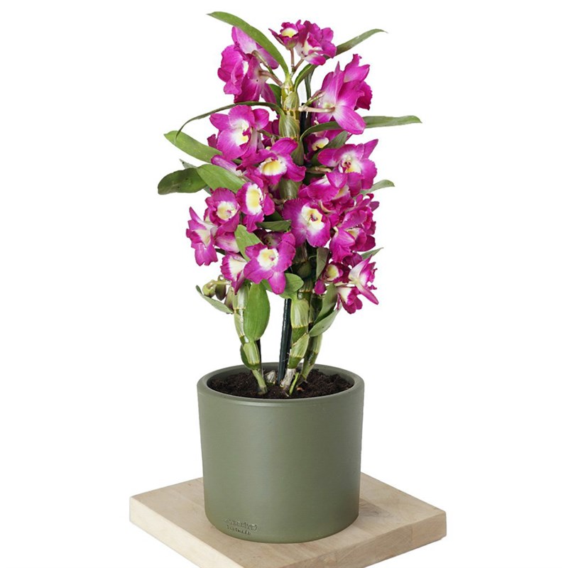 Dendrobium Purple (Kokulu Orkide)