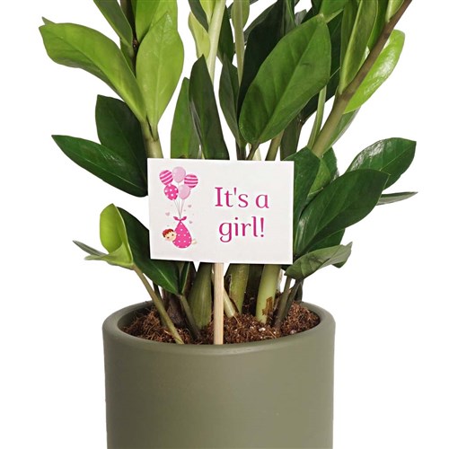 Baby Girl Greeting Card