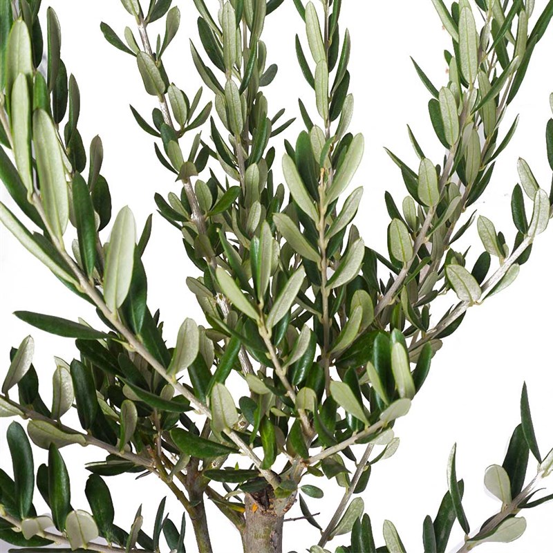 Zeytin Ağacı - Büyük Boy (Olive Tree Gift)