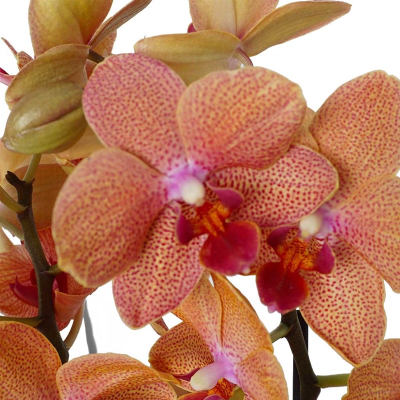 Sweet Coral Gift (Fire Orchid)