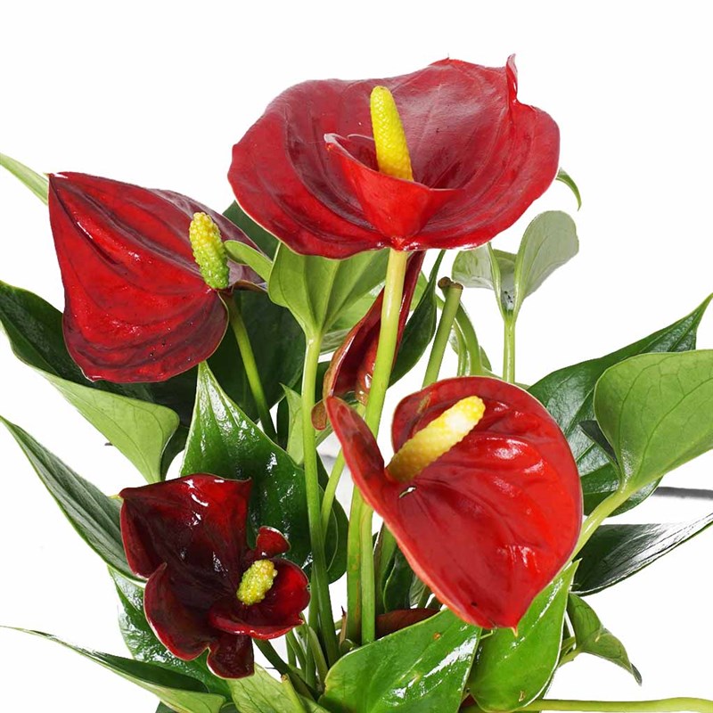 Red Anthurium Gift (Kırmızı Antoryum)