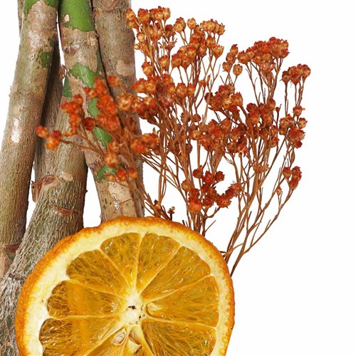 Para Ağacı - Siyah Saksıda (Pachira Aquatica)