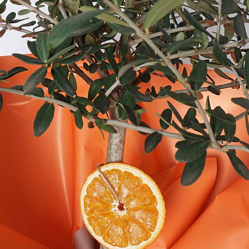Zeytin Ağacı - Büyük Boy (Olive Tree Gift)