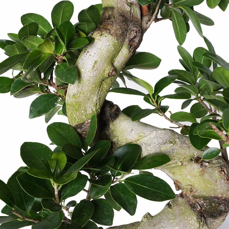 S Gövdeli Bonsai Ağacı Large