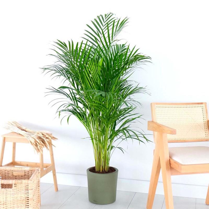 Dypsis lutescens Large (Areka Palmiyesi)