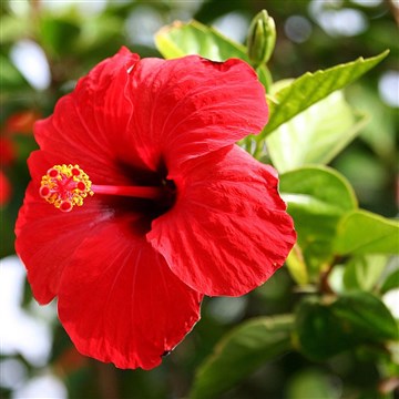 kırmızı japon gülü çiçeği