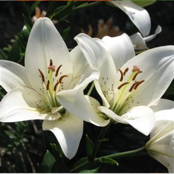 beyaz zambak çiçeği
